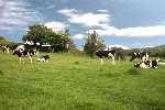 35 ACRE ORGANIC NON RESIDENTIAL FARM HOLDING