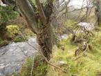 The Cottage Mullaghroe